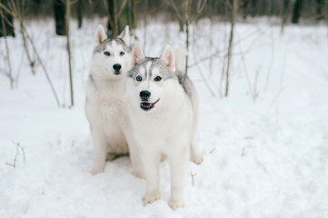Two syberian husky puppies with multicolored eyes playing together in snow. Beautiful breeding white funny dogs walking in winter forest. Domestic animals friendship. Animals relationship. Pet family