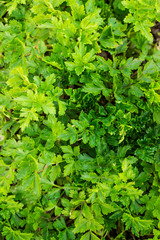 Fresh green parsley growing in a garden