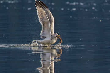 Seagull starts to fly off with fish. © Gregory Johnston