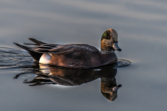 American Wigeon duck swimming in a lake, Canada