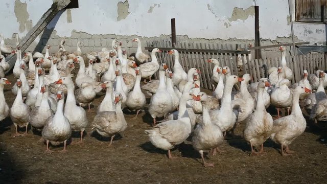 Large geese walk behind the fence near the house. Household