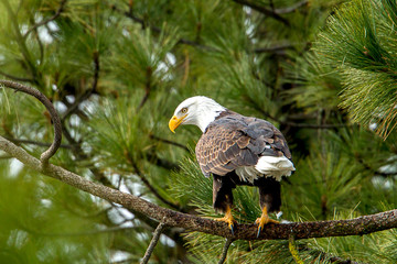 Eagle perched in a pine tree.
