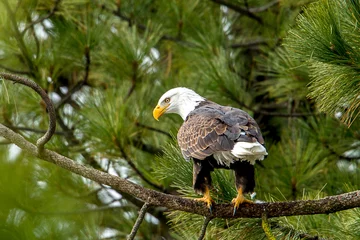 Foto op Plexiglas Eagle perched in a pine tree. © Gregory Johnston