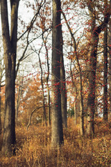 Obraz premium red berries on a tree in a forest in the winter