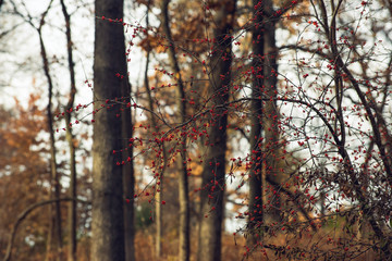 Obraz premium red berries on a tree in a forest in the winter