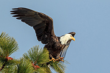 Eagle prepares to fly from branch.
