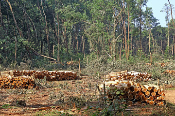 Stacks of peeled tree trunks received from clear cutting forest trees in Kerala, India