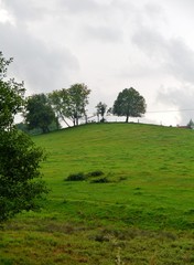 Hügel mit Wiese und Bäumen