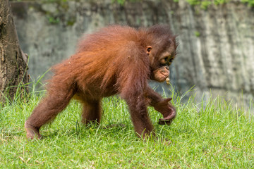 Infant orangutan walking, Borneo, Indonesia