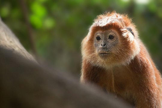 Javan Lutung in the jungle, Indonesia