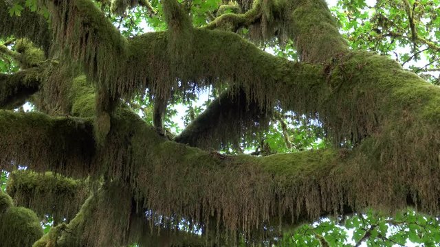 large bigleaf maple branches covered in moss at hoh rain forest in the olympic national park of the us pacific northwest