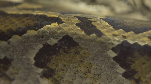 closeup, python snake
