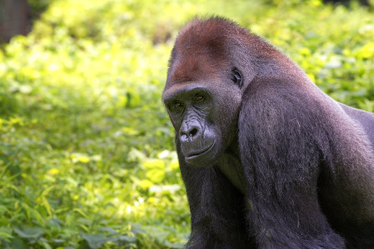 Portrait of a western lowland silverback gorilla in the jungle, Indonesia