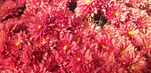 red autumn flowers