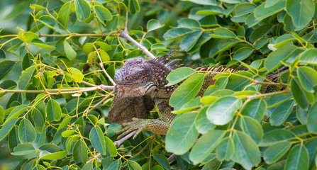 Green Iguana  (Iguana iguana) takes refuge and a nap on a tree branch, shelters from the heat of the sun.