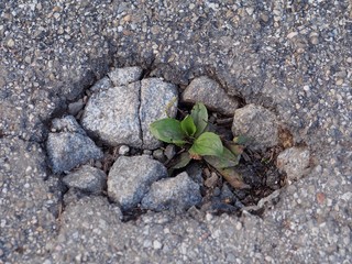 Urgewalt - Pflänzchen erkämpft sich den Weg durch ein Schlagloch