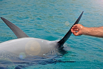 The rescued smiling dolphin holds its flippers with human hands. Sea dolphin Conservation Research...