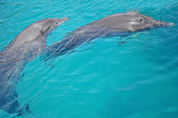 two friends of the dolphin are dancing under the water in Red Sea, sunny day with playful animals, Conservation and protection of animals in Dolphin Reef in Israel.