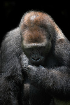 Portrait of a gorilla