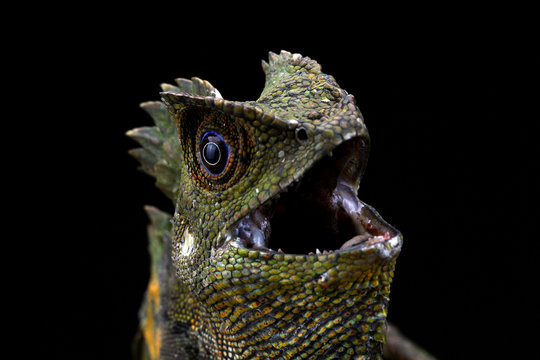Portrait of an angry Boyd's Forest dragon, Indonesia