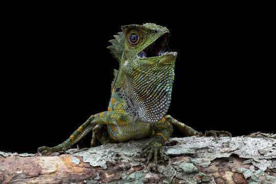 Close up of Boyd's forest dragon sitting on branch