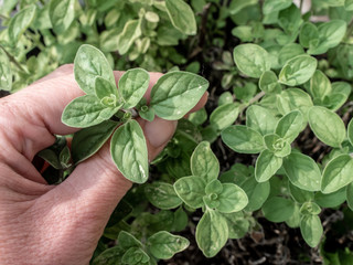 Female hand holding fresh oregano in the garden. Close up,  overhead shot.