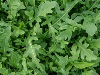 Fresh green arugula leaves in the garden. Overhead shot.