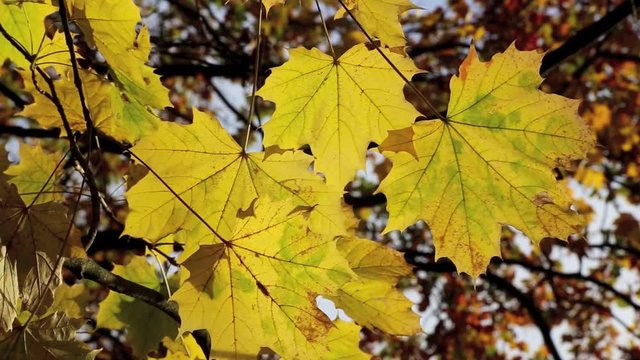Ahornbaum mit gelben Bl&auml;tter im Herbst, herbstliche Video Footage HD 1080p 25 fps