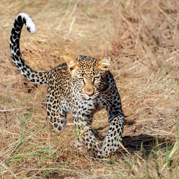 Leopard running, Kenya