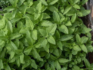 Fresh mint leaves in the garden. Close up. Overhead shot.