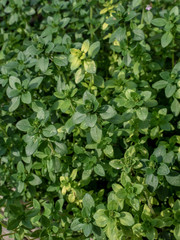 Fresh green thyme leaves in the garden. Overhead shot.