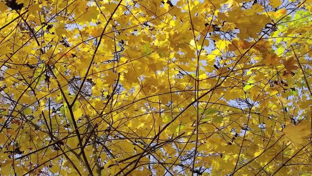 Ahornbaum mit gelben Bl&auml;tter im Herbst, herbstliche Video Footage HD 1080p 25 fps