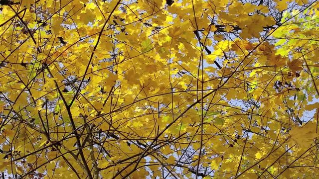 Baum Blätterdach im Herbst, full HD Video Footage 1080p 25 fps