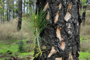 Corteza de Pino. Bosque de pinos
