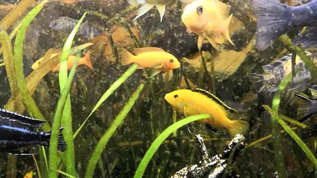 Afrikanischer Malawi Buntbarsch  im Aquarium, full HD video footage