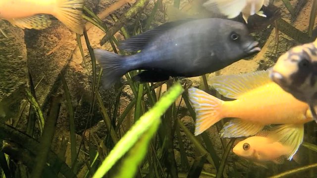 Afrikanischer Malawi Buntbarsch  im Aquarium, full HD video footage