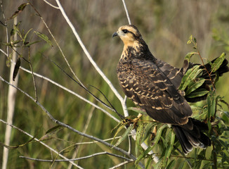 The Snail Kite