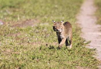 Mama Bobcat