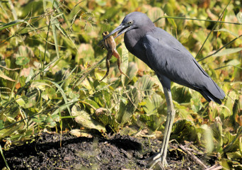 Little Blue and the Frog