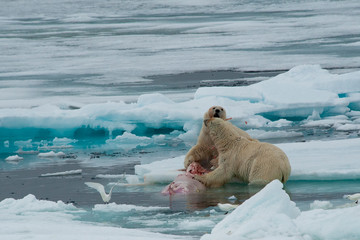 Polar bear taken around Svalbard Islands
