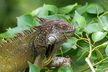 Green Iguana  (Iguana iguana) takes refuge on a tree branch, eats some of the tasty leaves.