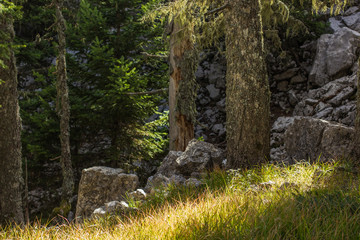 beautiful mountain forest nature scenery landscape in spring vivid sunny morning weather time 