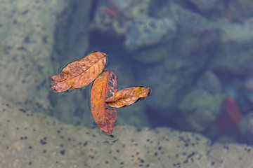 Small Autumn Colored Leaves Floating in a Calm