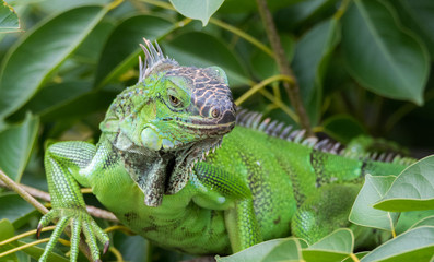 Green Iguana  (Iguana iguana) takes refuge on a tree branch, shelters from the heat of the sun.
