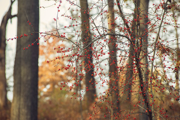 red berries on a tree in a forest in the winter