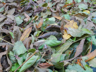 Fallen autumn leaves at dusk