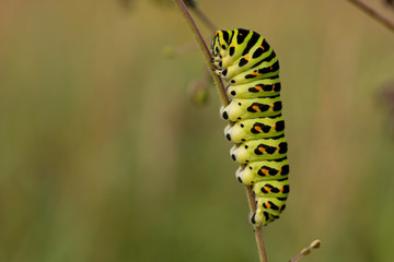 キアゲハの幼虫