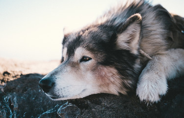 Wolf mix/husky close up