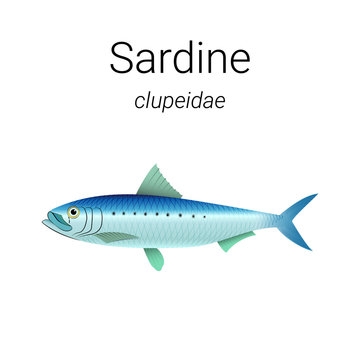 Australian Sardine - fish found mainly in temperate waters of the eastern Pacific Ocean illustration