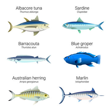 Set of fishes found in Australian coastline - Albacore tuna, sardine, barracouta, blue groper, Australian herring and marlin